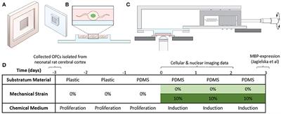 Mechanical Strain Alters Cellular and Nuclear Dynamics at Early Stages of Oligodendrocyte Differentiation